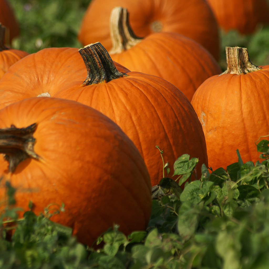 benefici della zucca