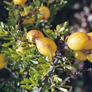 Argania Spinosa E Semi Di Argan