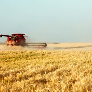 Proprietà dell'olio di germe di grano