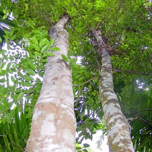 Oud, resina estratta dall'albero Aquilaria