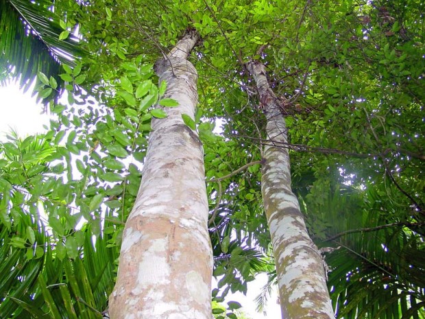 Oud, resina estratta dall'albero Aquilaria