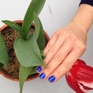 tulipano manicure