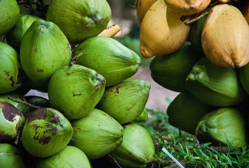 olio di cocco