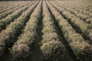 chanel-rose