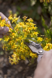 solidago